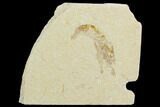 Cretaceous Fossil Shrimp - Lebanon #123895-1